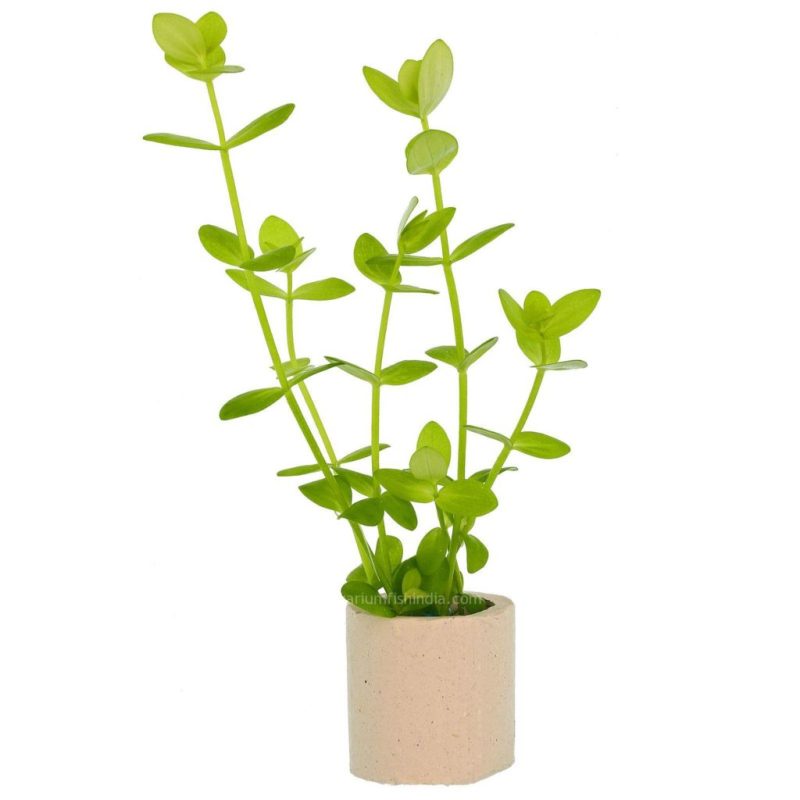 Lindernia rotundifolia 1