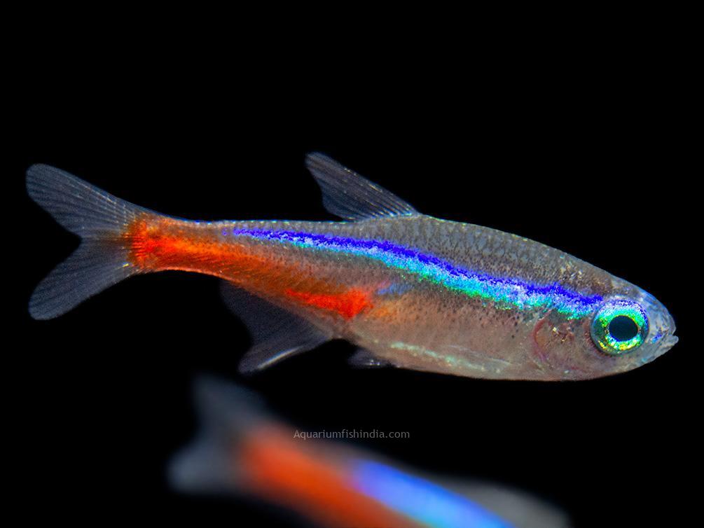 Neon Tetra  Aquarium Fish India