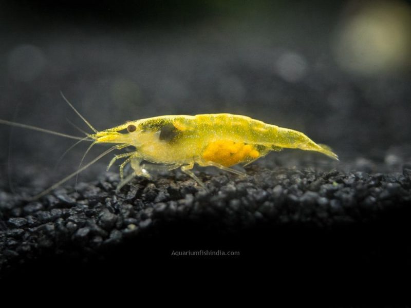 Neon Yellow Shrimp