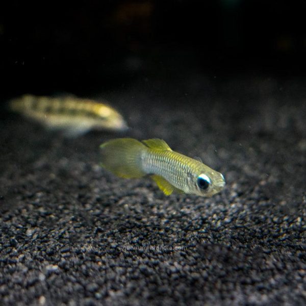 Norman's Lampeye killiFish