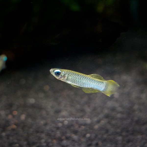 Norman's Lampeye killiFish