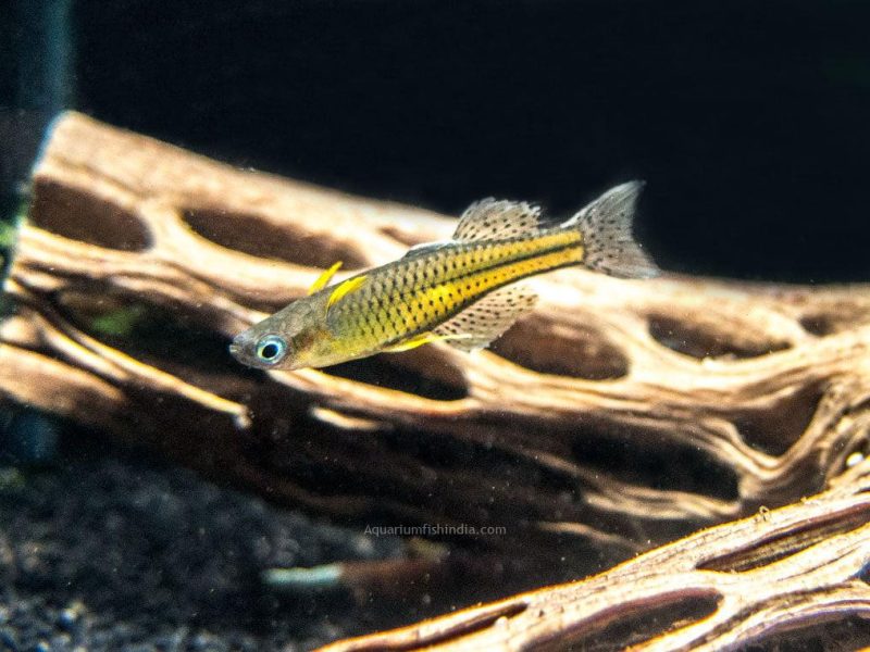 Gertrudae Rainbow Fish