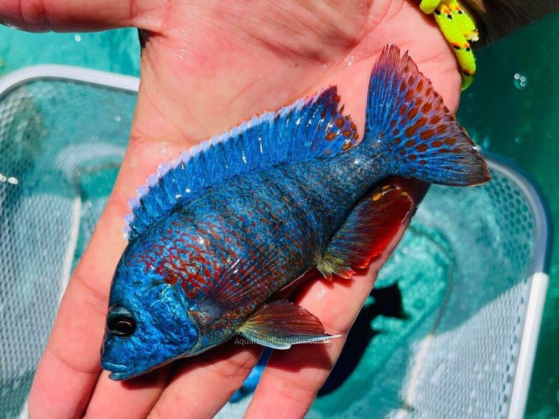  Red Peacock Cichlid