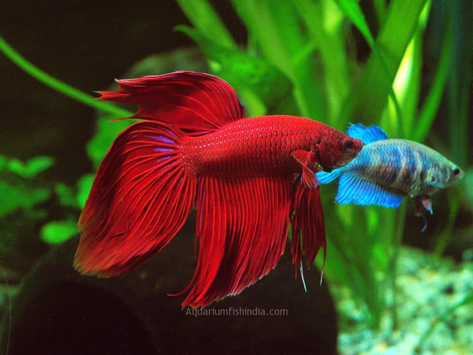 Live Betta Fish For Sale Online India Female Betta Fish Online India