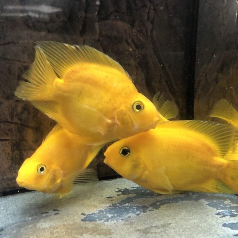 Yellow Parrot Fish