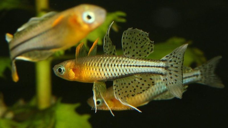 gertrudae rainbow fish