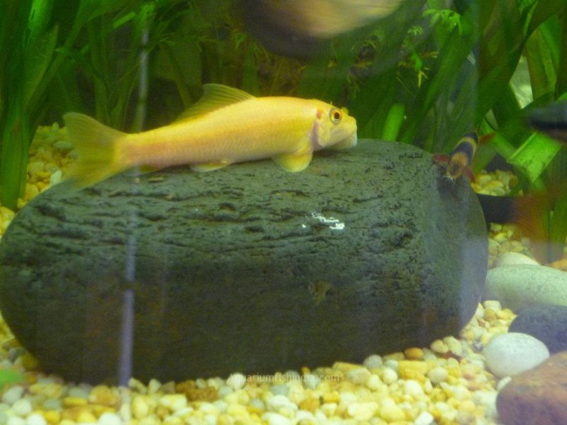 golden algae eater fish