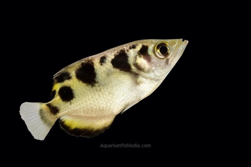golden archer fish1