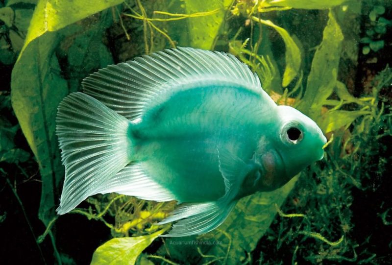 green parrot fish