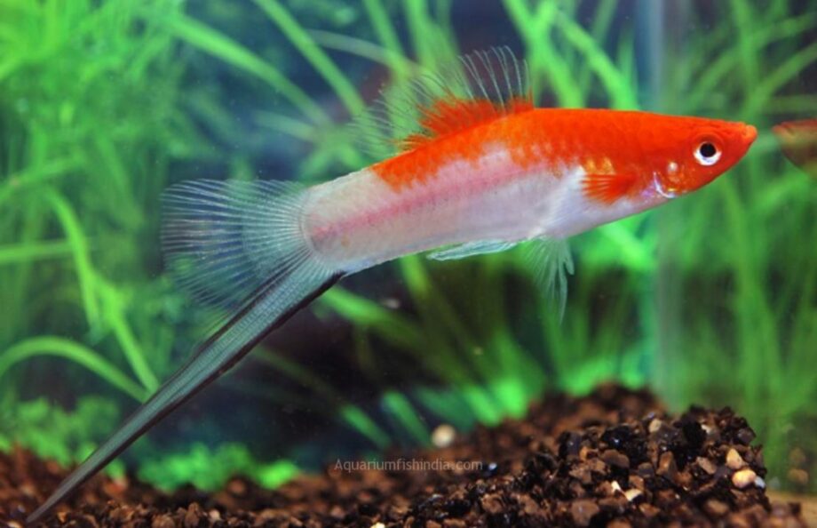rare freshwater fish for sale