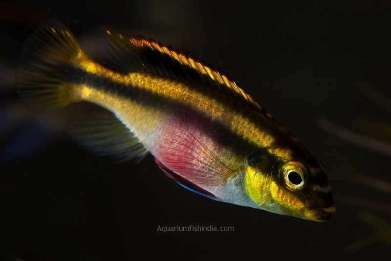 kribensis pelvicachromis pulcher