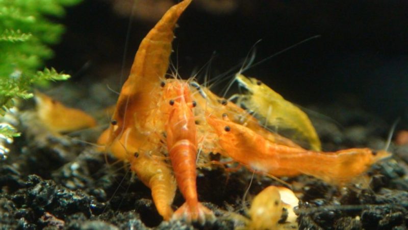 orange pumpkin shrimp