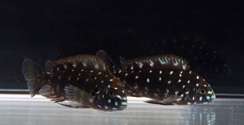 spotted duboisi cichlid