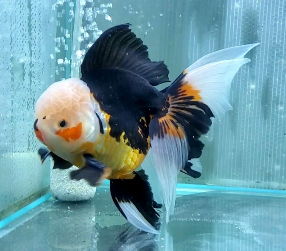 goldfish aquarium accessories