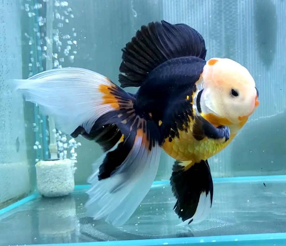 goldfish aquarium filter
