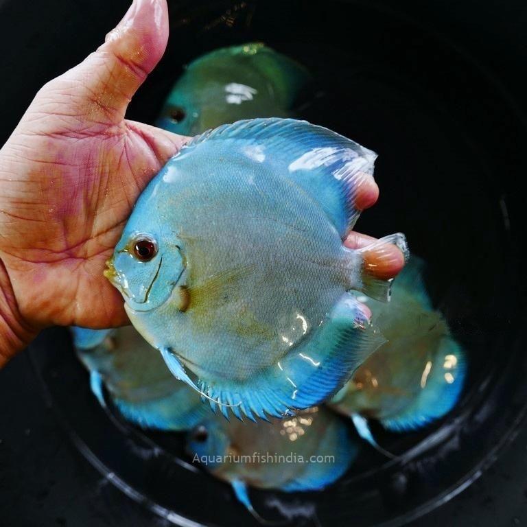 High Bodied Blue Diamond Discus With Deep Blue Gene