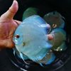 High Bodied Blue Diamond Discus With Deep Blue Gene