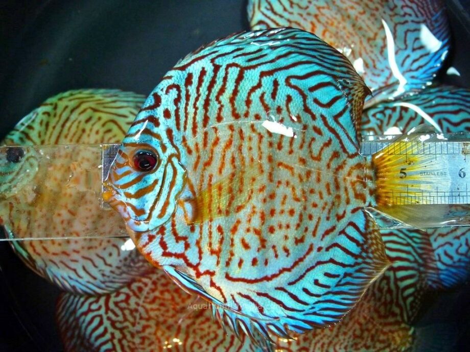 discus fish for sale near me