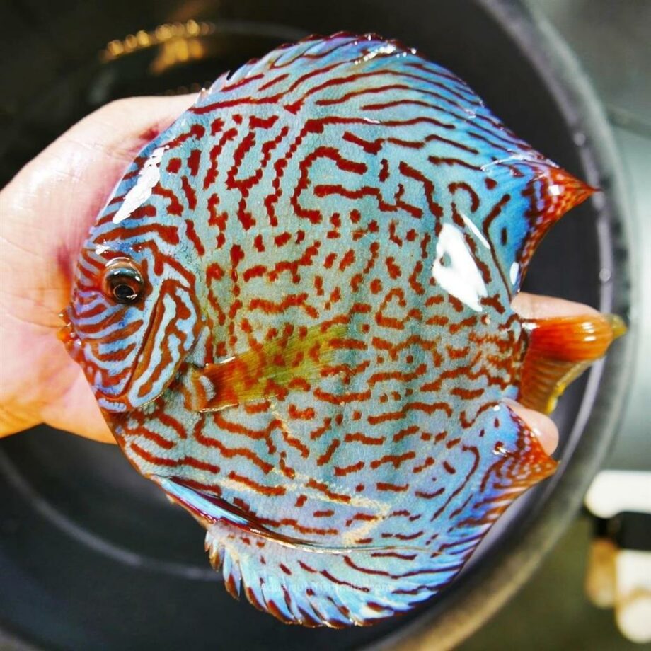 blue discus fish