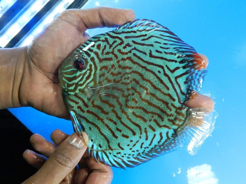 German Red Turquoise Discus Blue Base