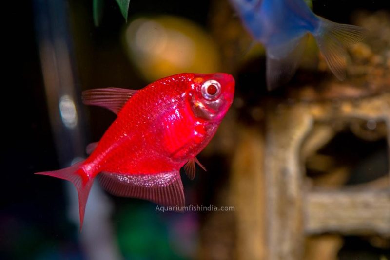 Starfire Red Glo Fish