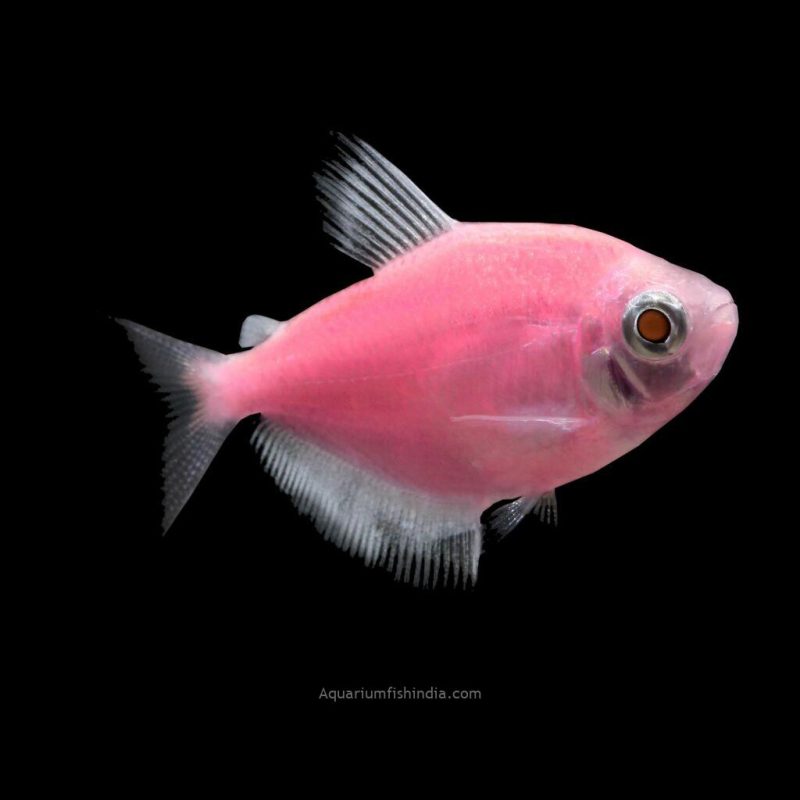 Moonrise Pink Glo Fish
