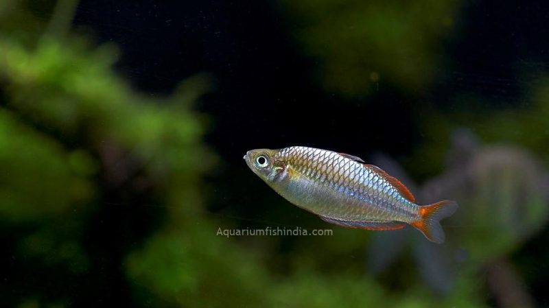 Neon Rainbow Fish