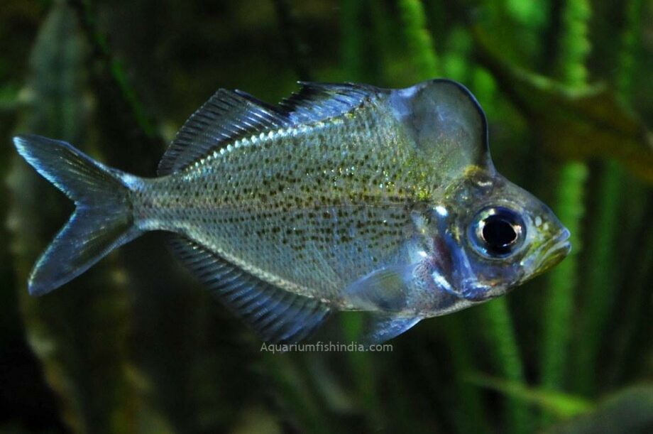 glassfish blog