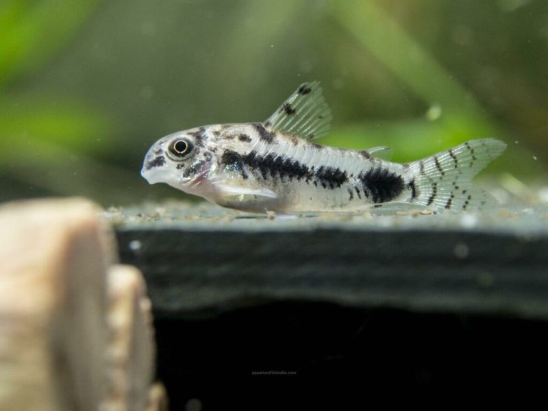 Peppered Cory Cat