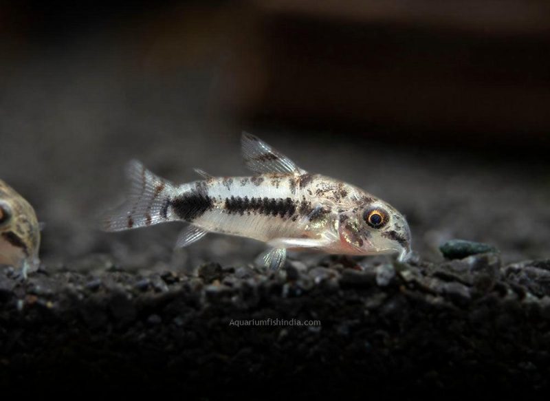 Peppered Cory Cat