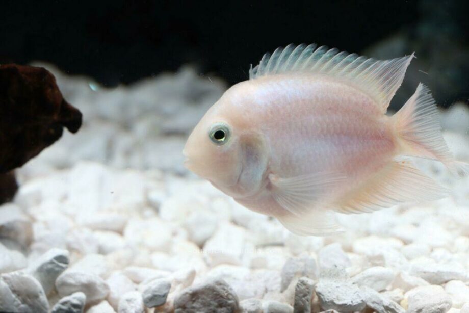 Platinum Parrot Fish for Sale