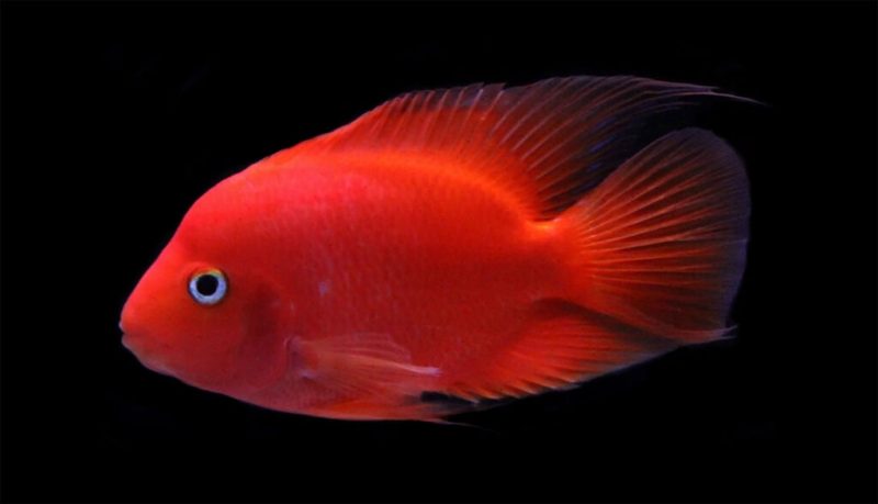 Red Kingkong Parrot Fish