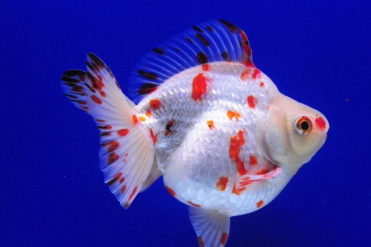 Short Tail Ryukin Goldfish