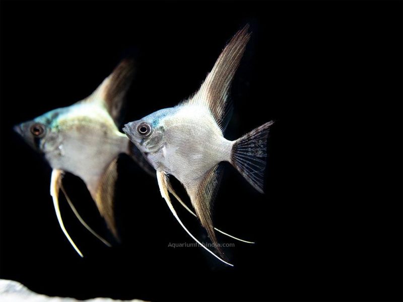 avatar turkey green angelfish