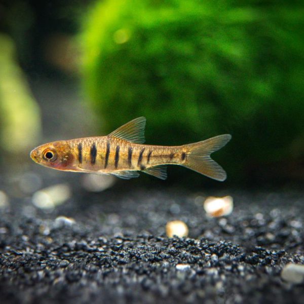African Banded Barb
