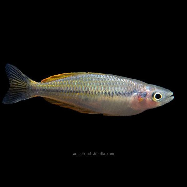 Ajamaru Lakes Rainbowfish