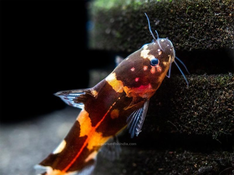 Asian Bumblebee Catfish