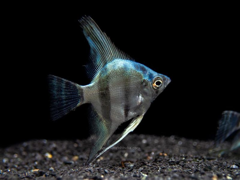 Blue Diamond Angelfish