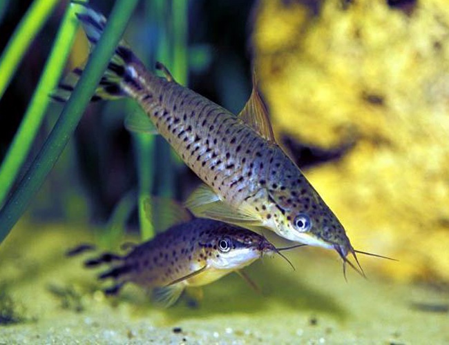 Flagtail Porthole Catfish