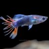 Crowntail Guppy
