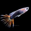 Crowntail Guppy