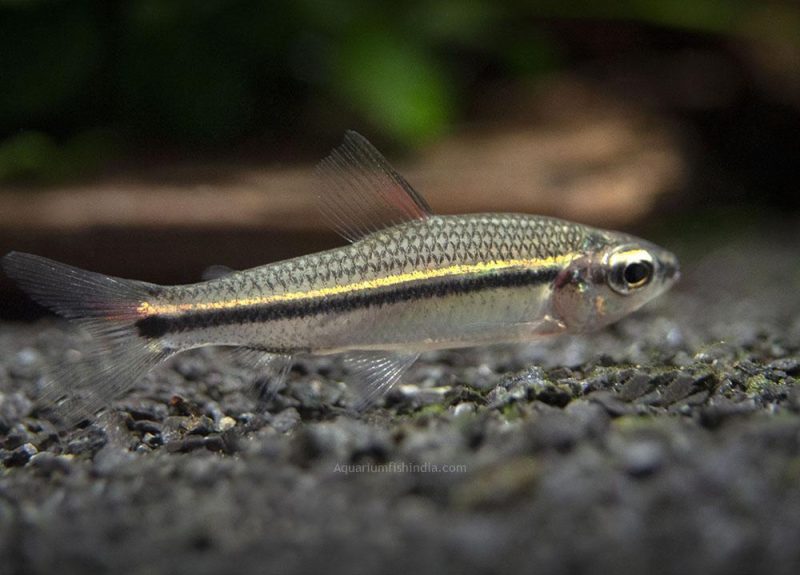 African One Line Tetra