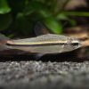 African One Line Tetra