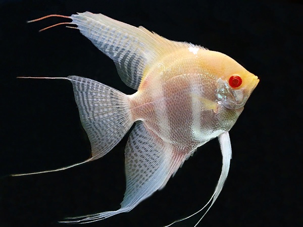 Albino Manacapuru Angelfish