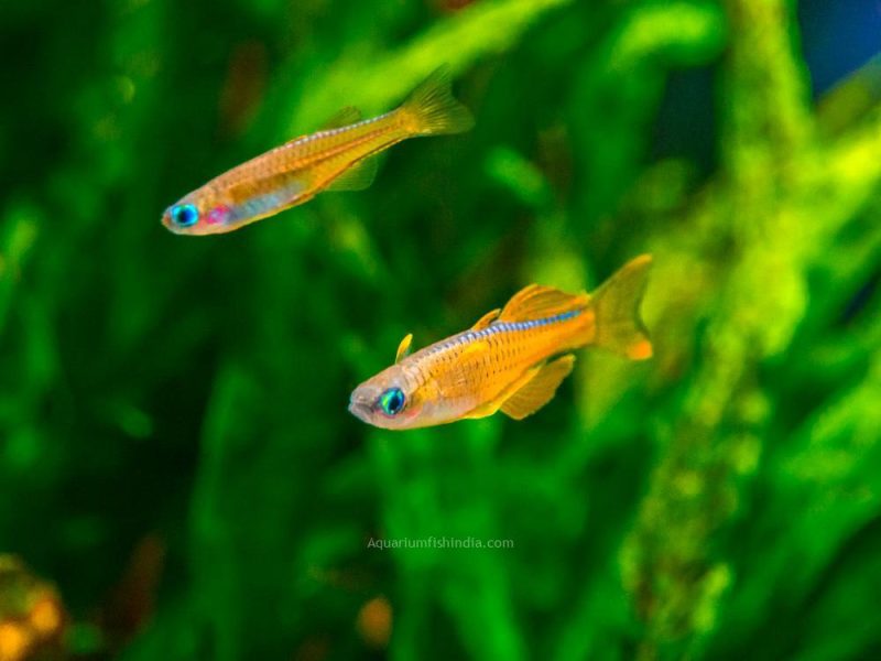 Red Neon Blue Eye Rainbowfish