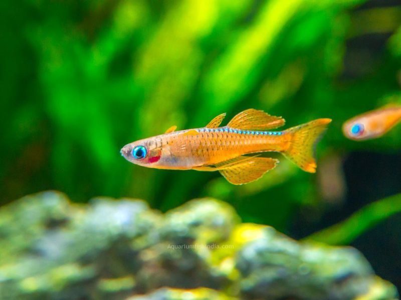 Red Neon Blue Eye Rainbowfish