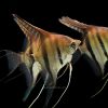 Manacapuru Angelfish
