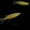 Featherfin Rainbowfish