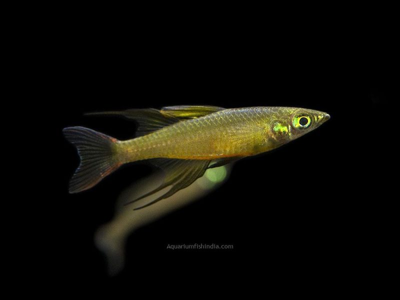 Featherfin Rainbowfish