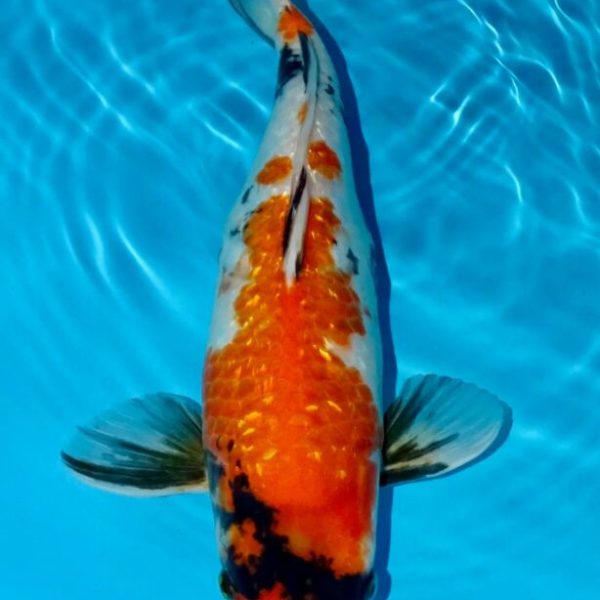 Japanese Koi Fish Archives - Aquarium Fish India